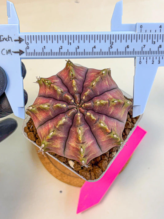Gymnocalycium Aas DayDream (gy21) (pp) | Rare Hybrids