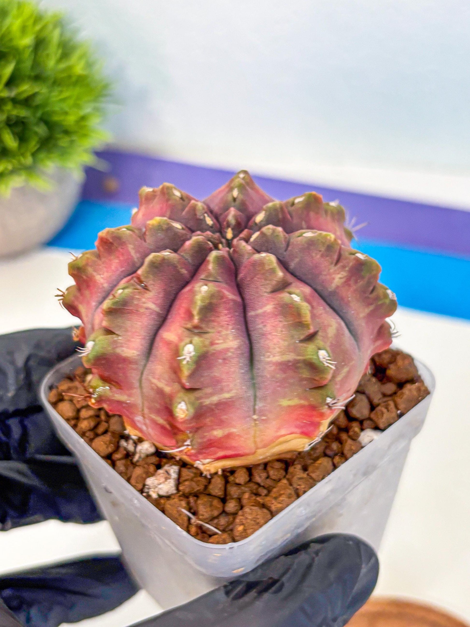 Gymnocalycium Aas DayDream (gy21) (pp) | Rare Hybrids