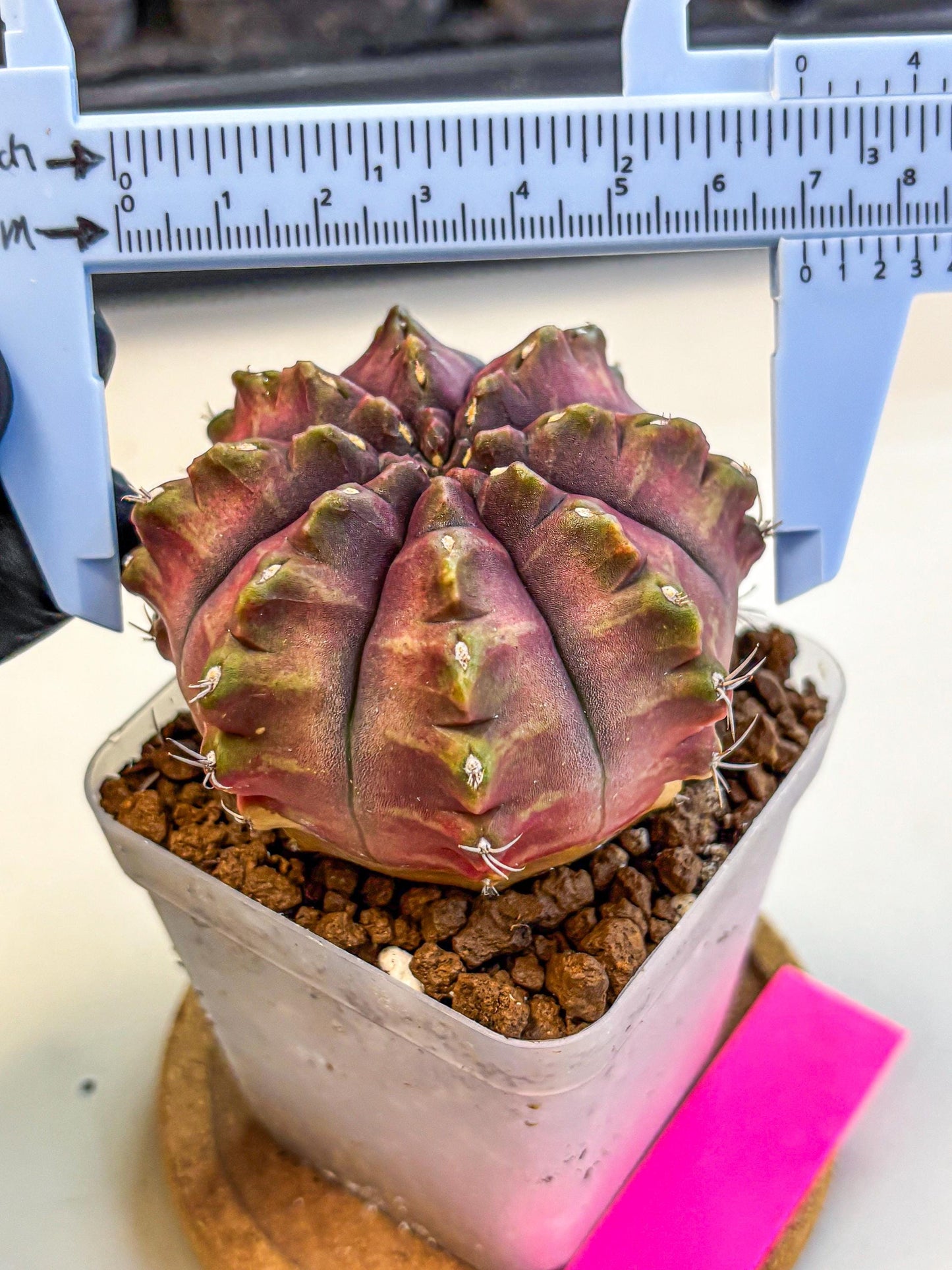Gymnocalycium Aas DayDream (gy21) (pp) | Rare Hybrids