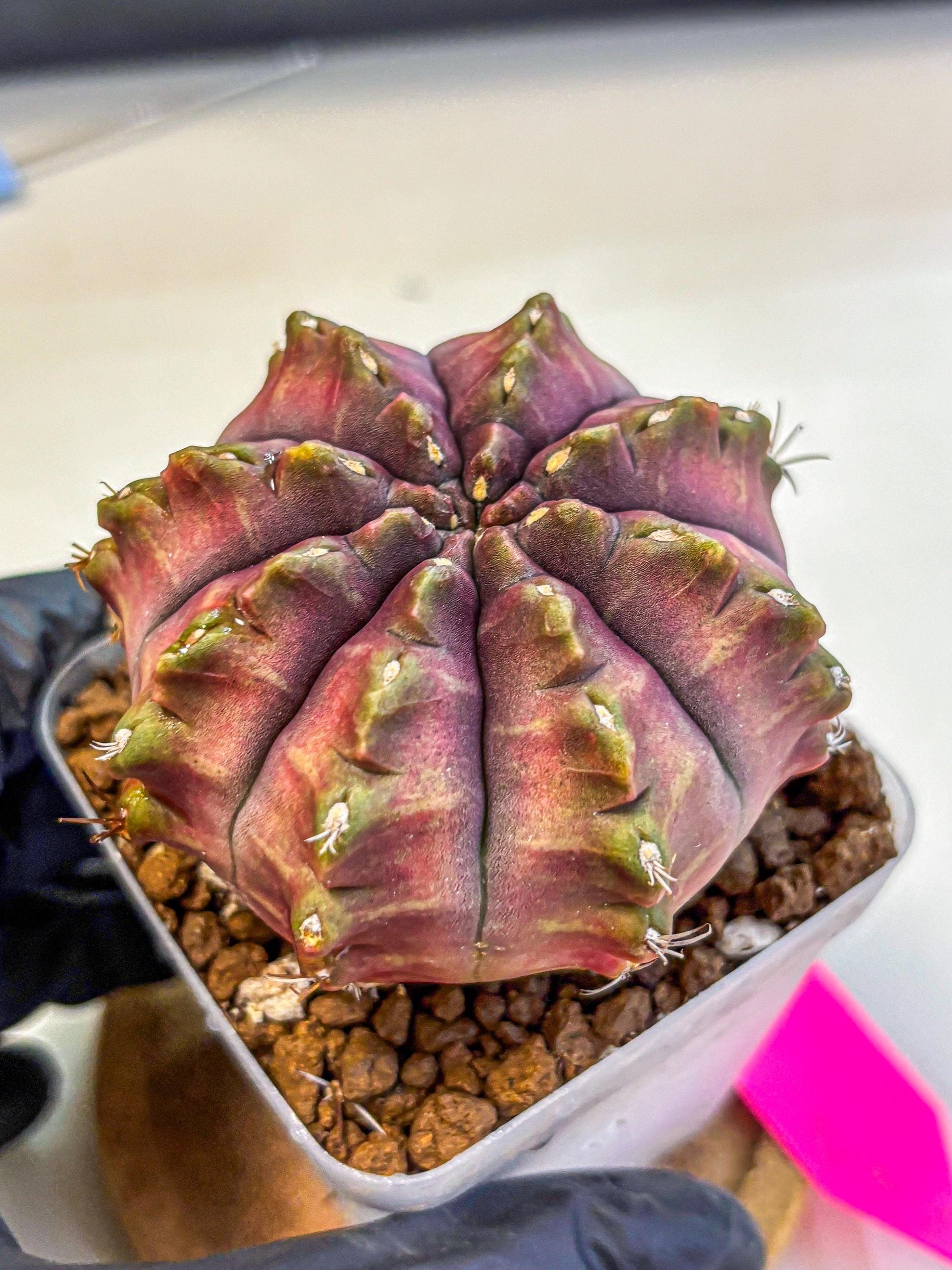 Gymnocalycium Aas DayDream (gy21) (pp) | Rare Hybrids