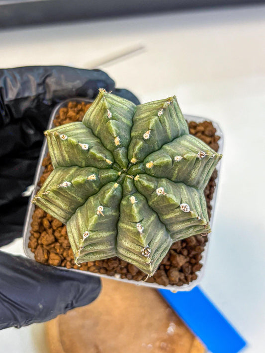 Gymnocalycium Aas DayDream (gy21) (bb) | Rare Hybrids