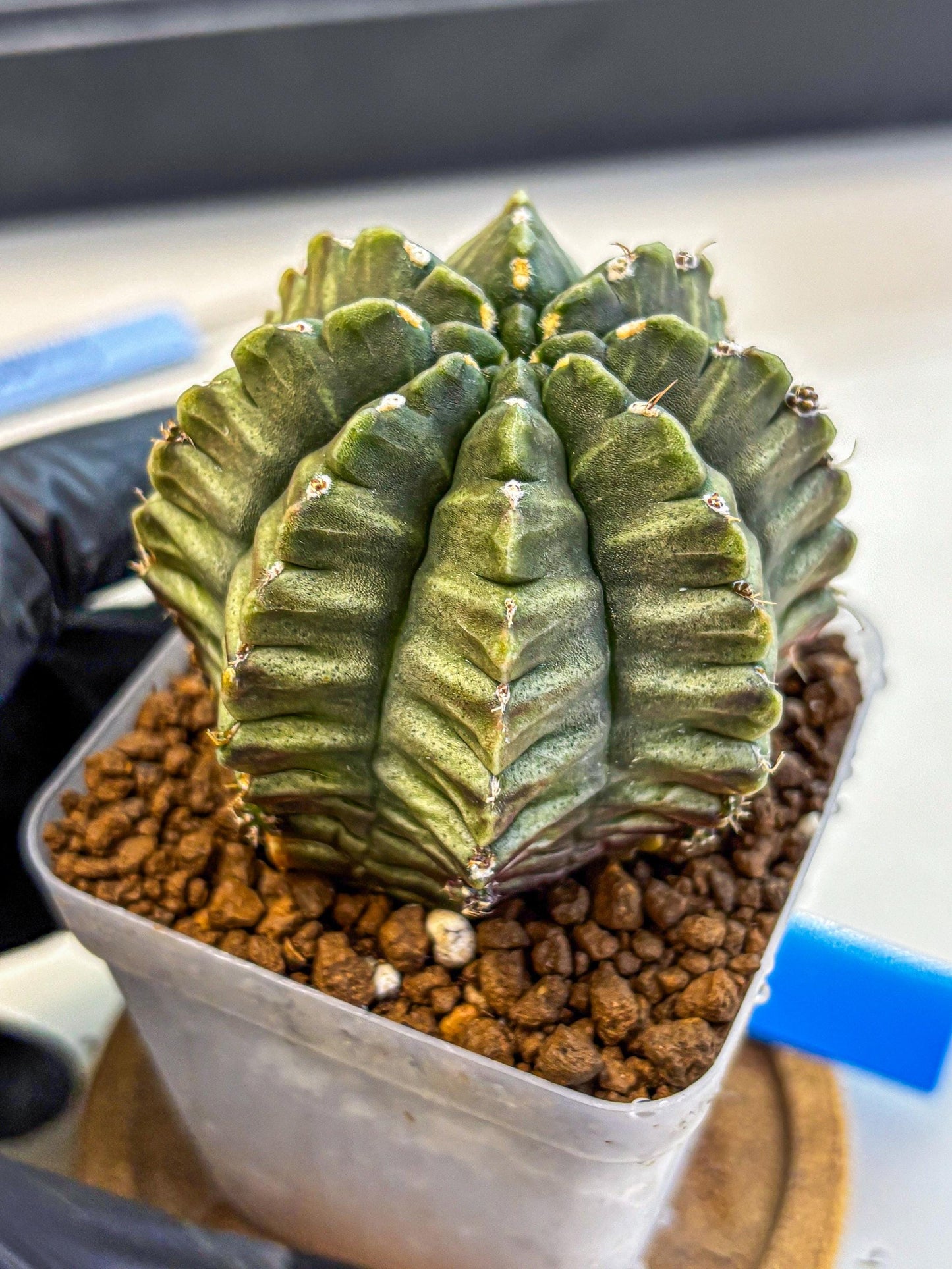 Gymnocalycium Aas DayDream (gy21) (bb) | Rare Hybrids