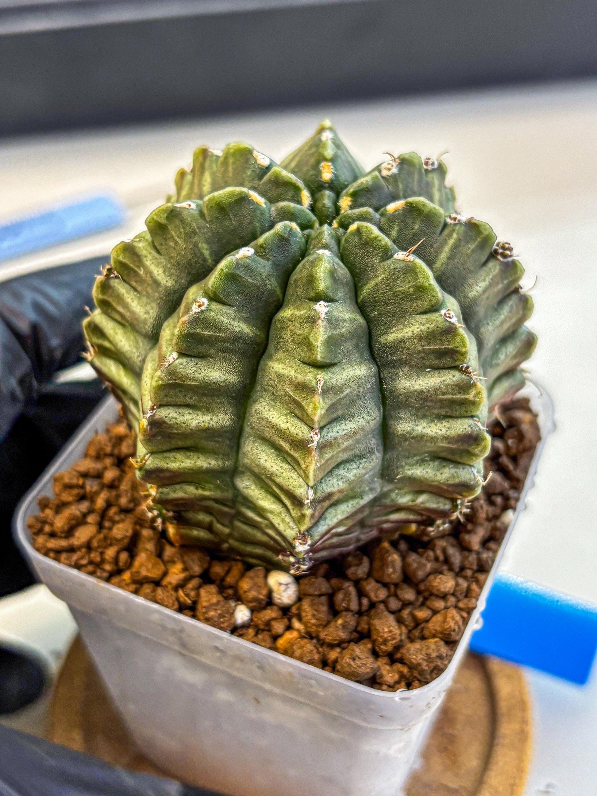 Gymnocalycium Aas DayDream (gy21) (bb) | Rare Hybrids