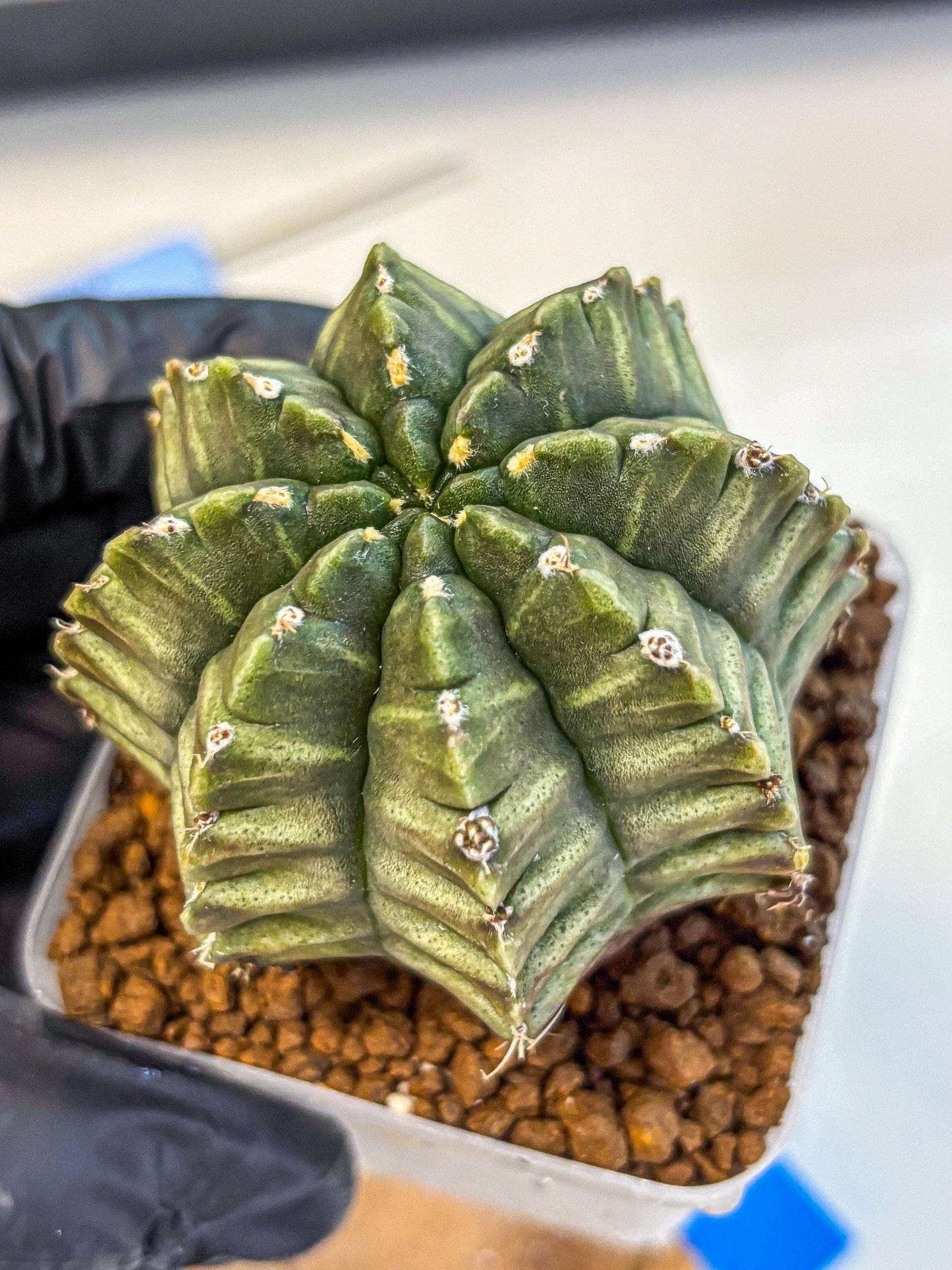Gymnocalycium Aas DayDream (gy21) (bb) | Rare Hybrids