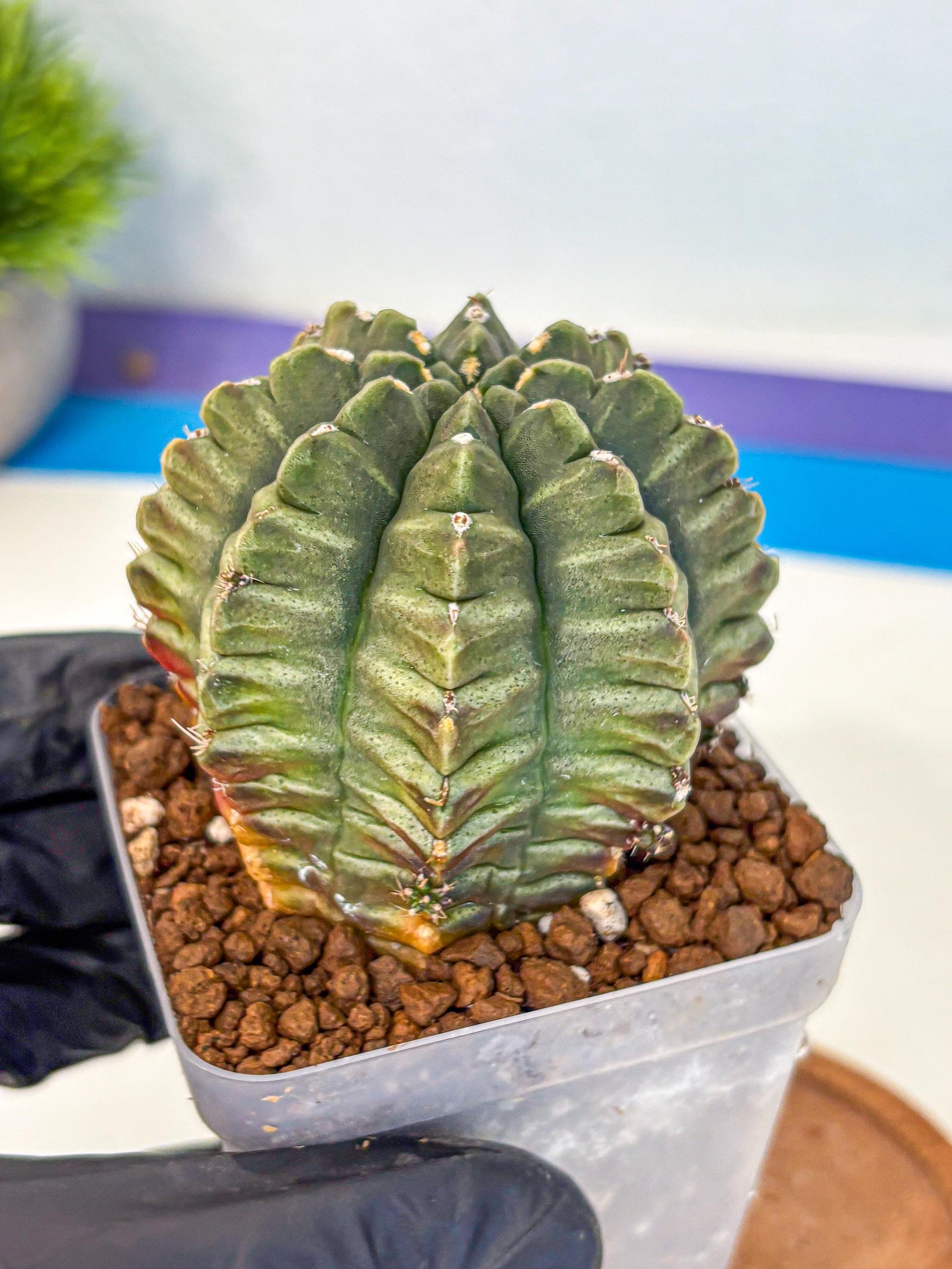 Gymnocalycium Aas DayDream (gy21) (bb) | Rare Hybrids