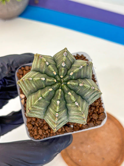 Gymnocalycium Aas DayDream (gy21) (bb) | Rare Hybrids