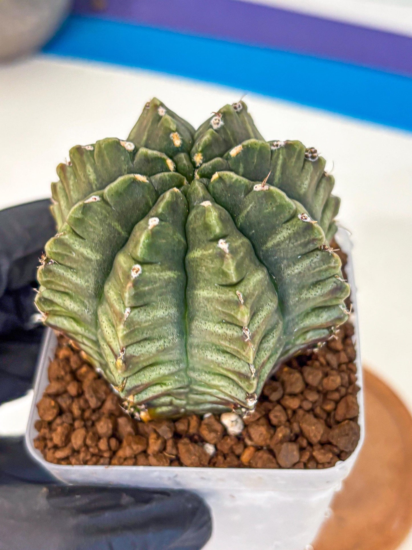 Gymnocalycium Aas DayDream (gy21) (bb) | Rare Hybrids