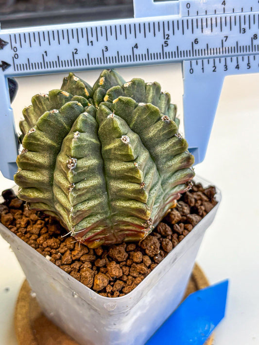 Gymnocalycium Aas DayDream (gy21) (bb) | Rare Hybrids