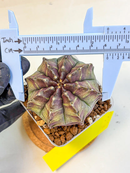 Gymnocalycium Aas DayDream (gy21) (yy) | Rare Hybrids