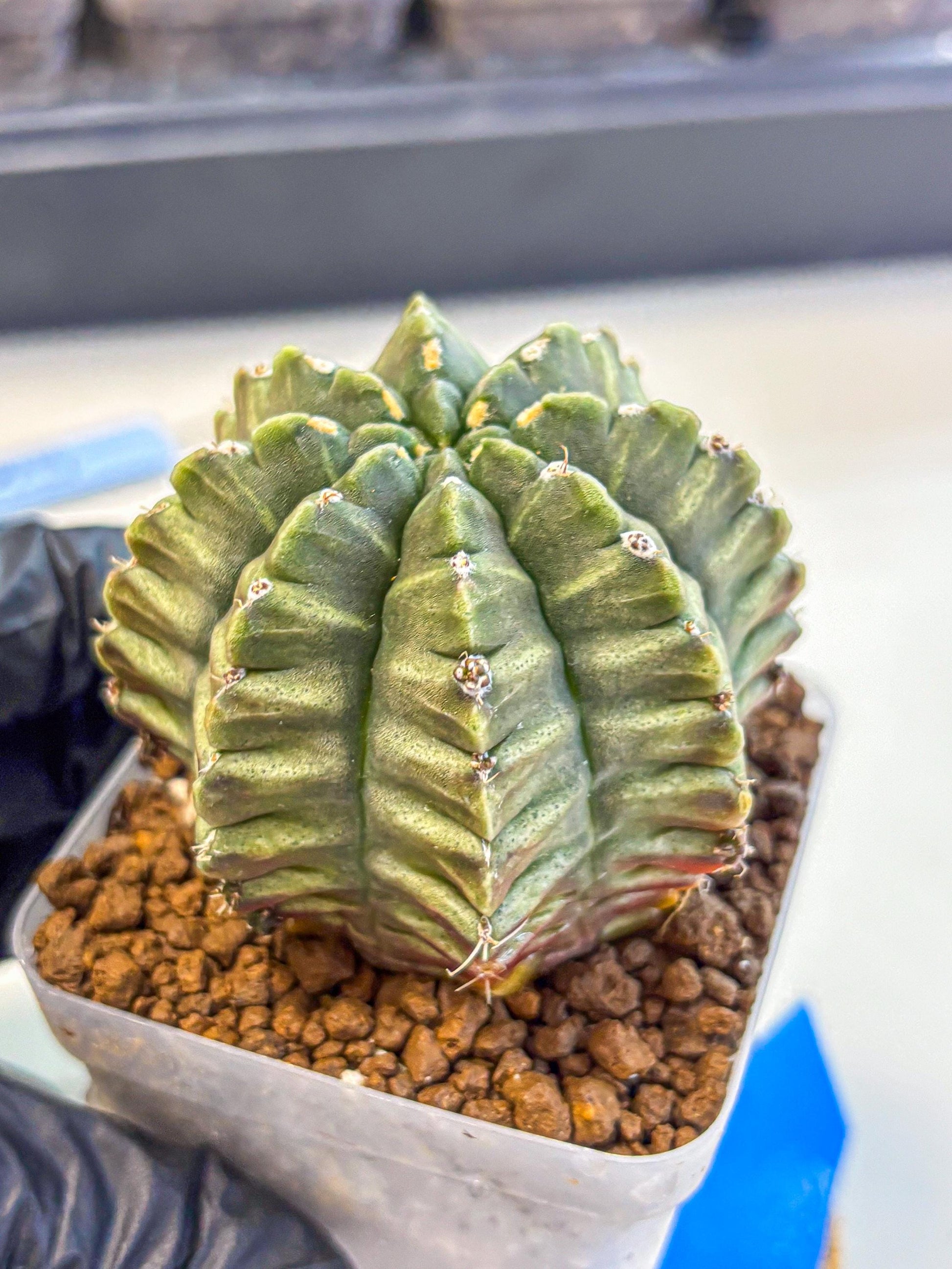 Gymnocalycium Aas DayDream (gy21) (bb) | Rare Hybrids