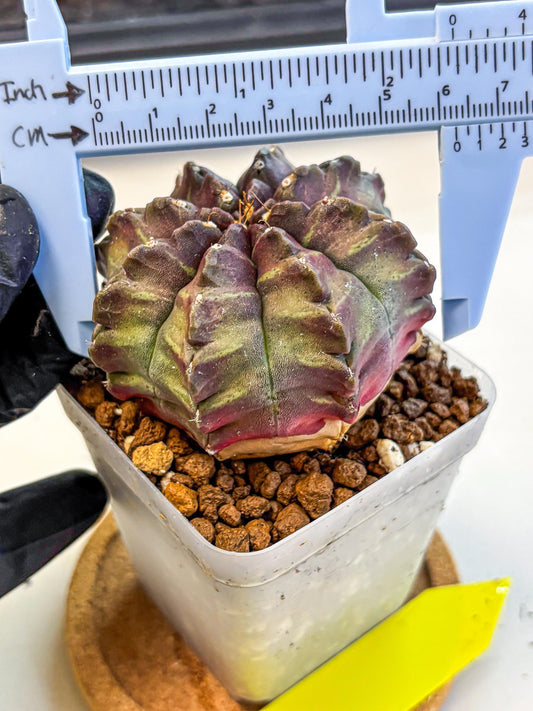 Gymnocalycium Aas DayDream (gy21) (yy) | Rare Hybrids