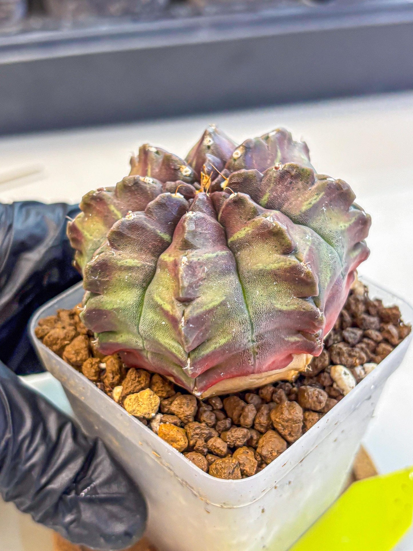 Gymnocalycium Aas DayDream (gy21) (yy) | Rare Hybrids