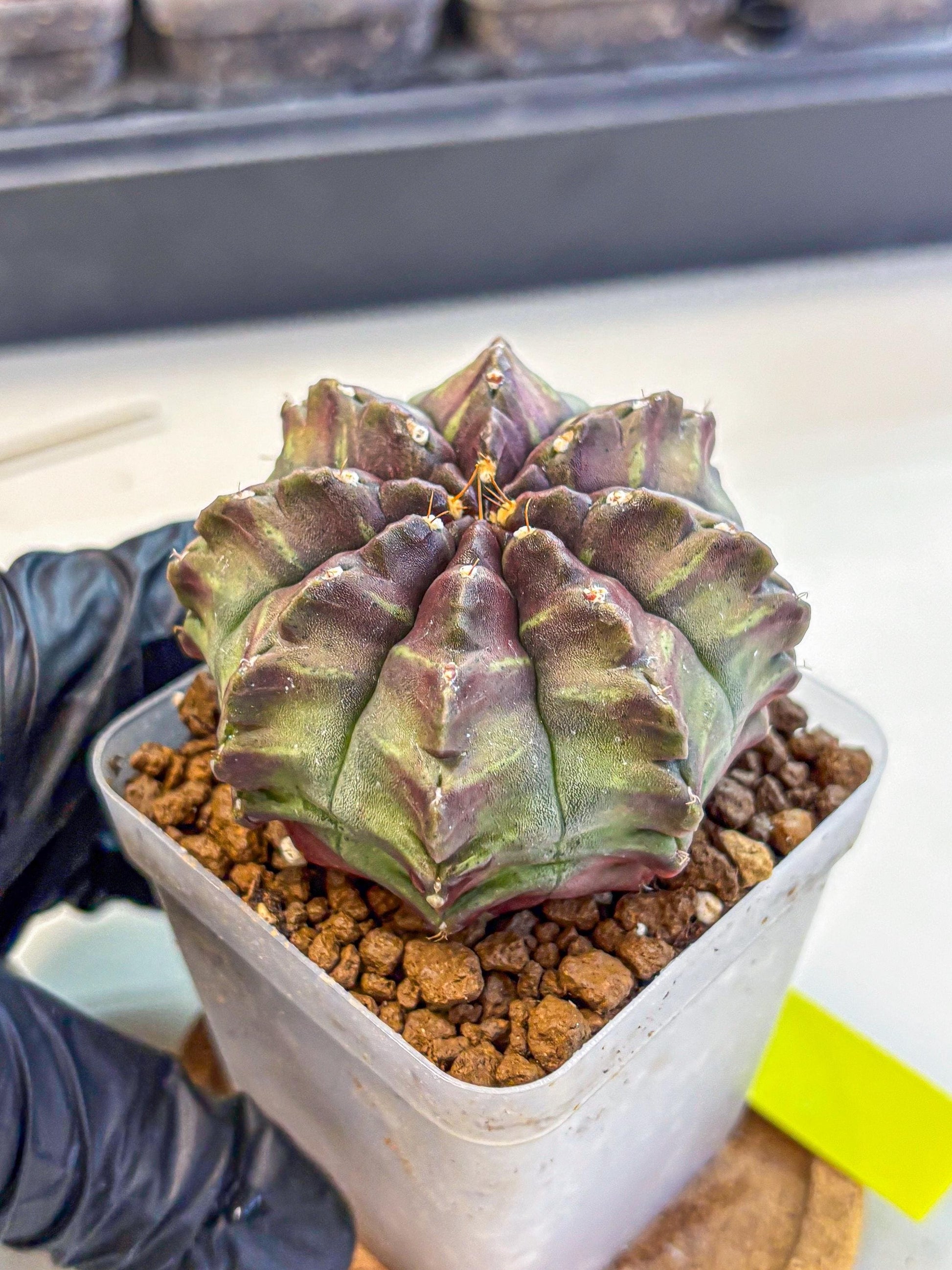 Gymnocalycium Aas DayDream (gy21) (yy) | Rare Hybrids