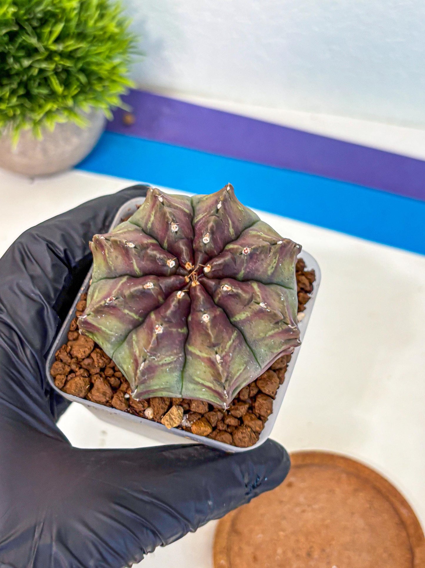 Gymnocalycium Aas DayDream (gy21) (yy) | Rare Hybrids