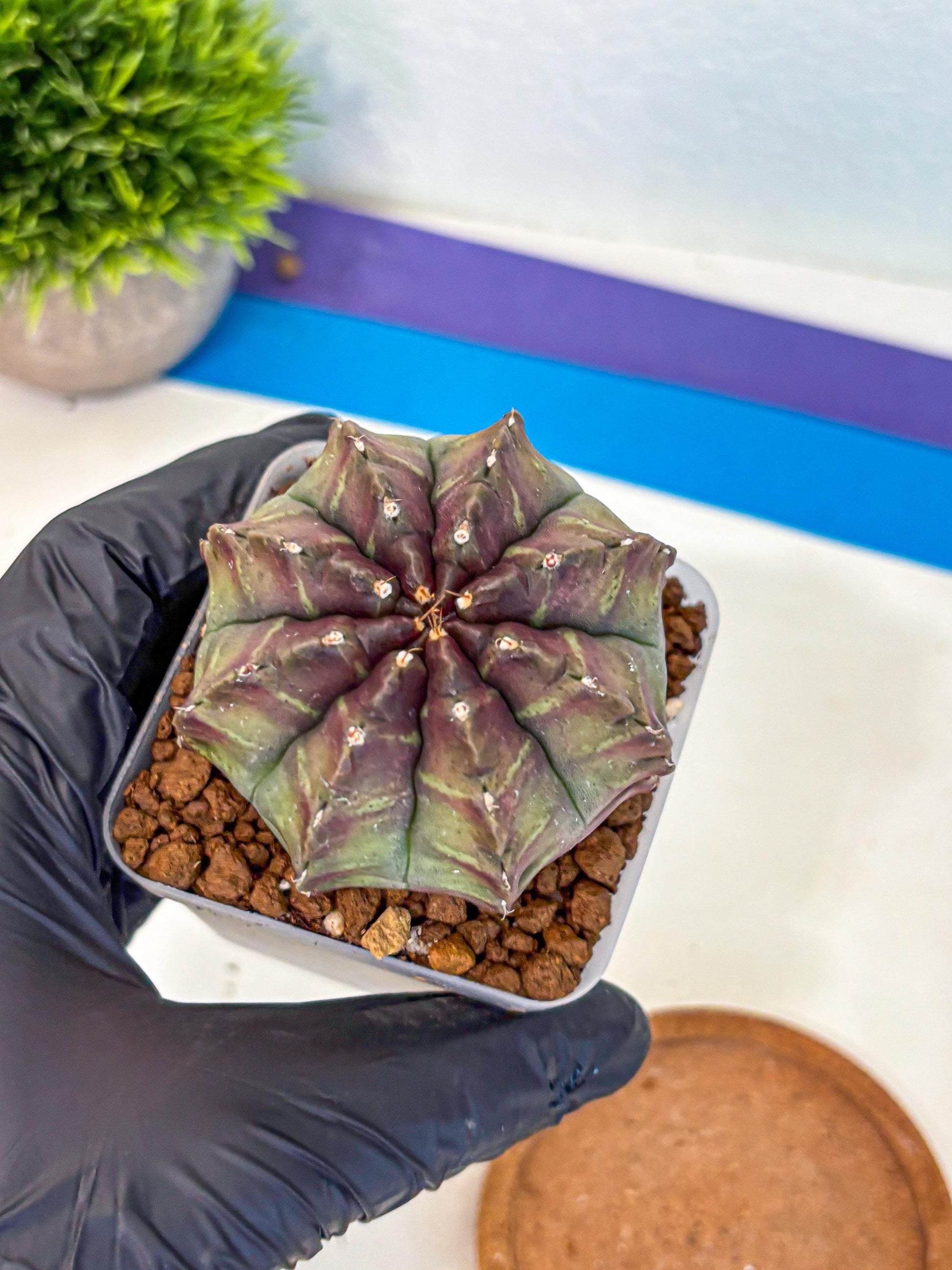 Gymnocalycium Aas DayDream (gy21) (yy) | Rare Hybrids