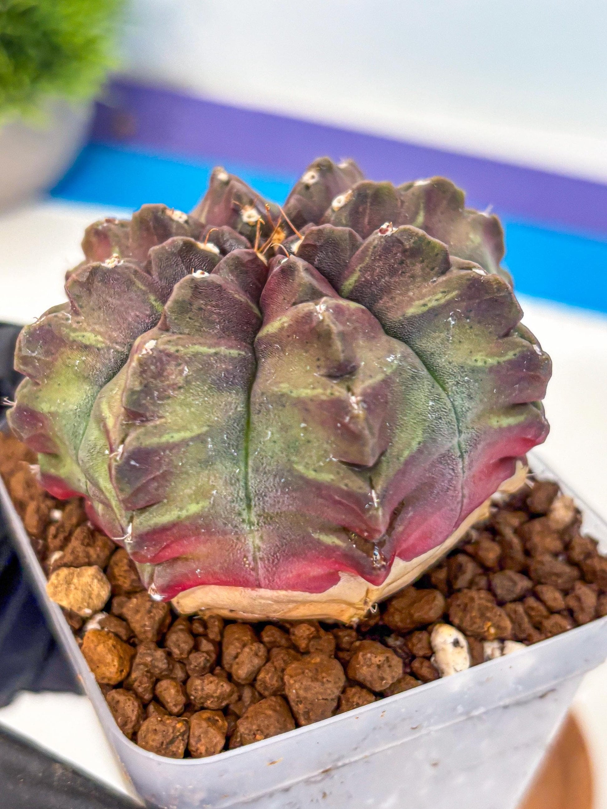 Gymnocalycium Aas DayDream (gy21) (yy) | Rare Hybrids