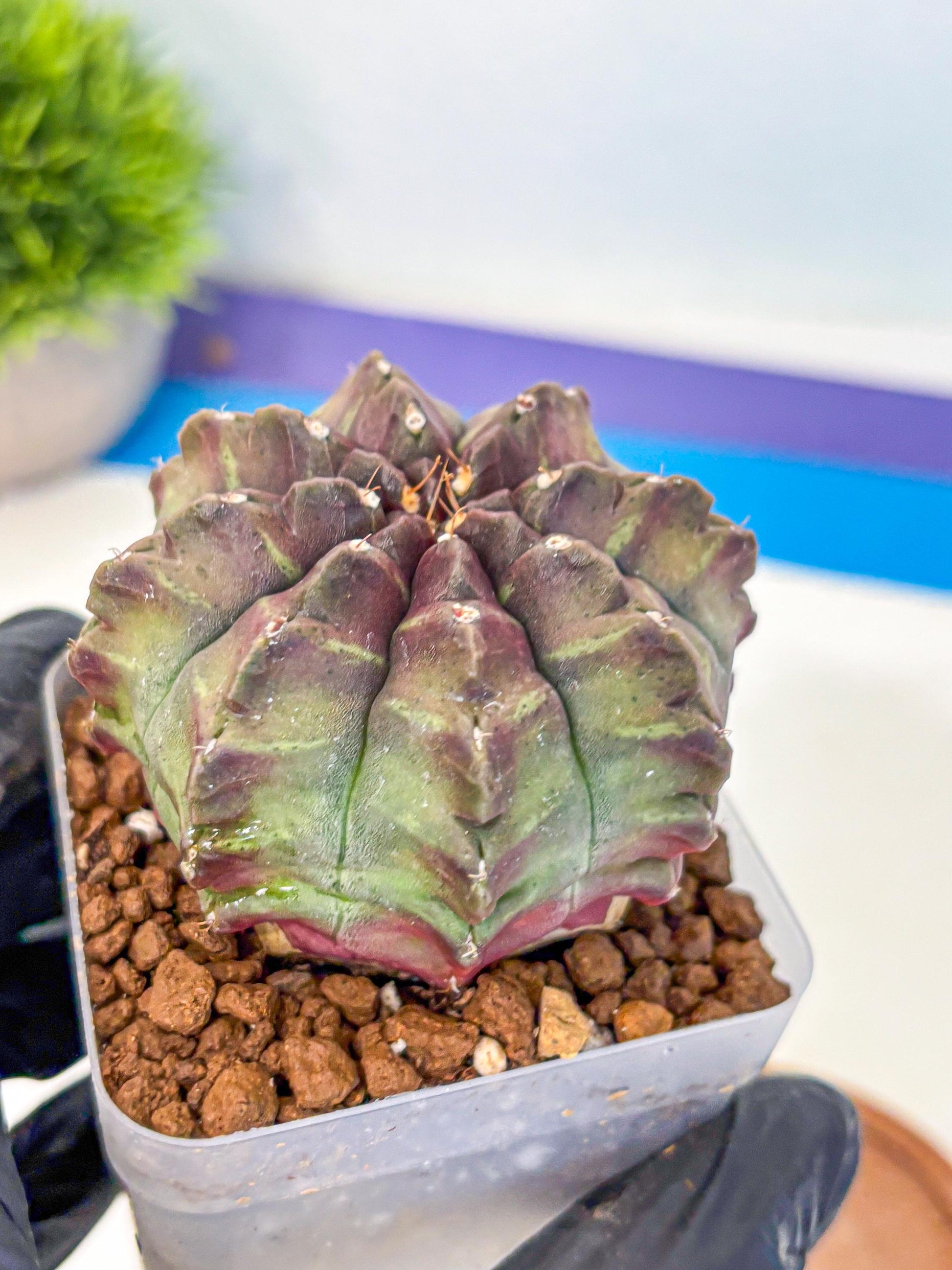 Gymnocalycium Aas DayDream (gy21) (yy) | Rare Hybrids