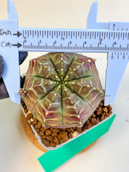 Gymnocalycium Aas DayDream (gy21) (gg) | Rare Hybrids