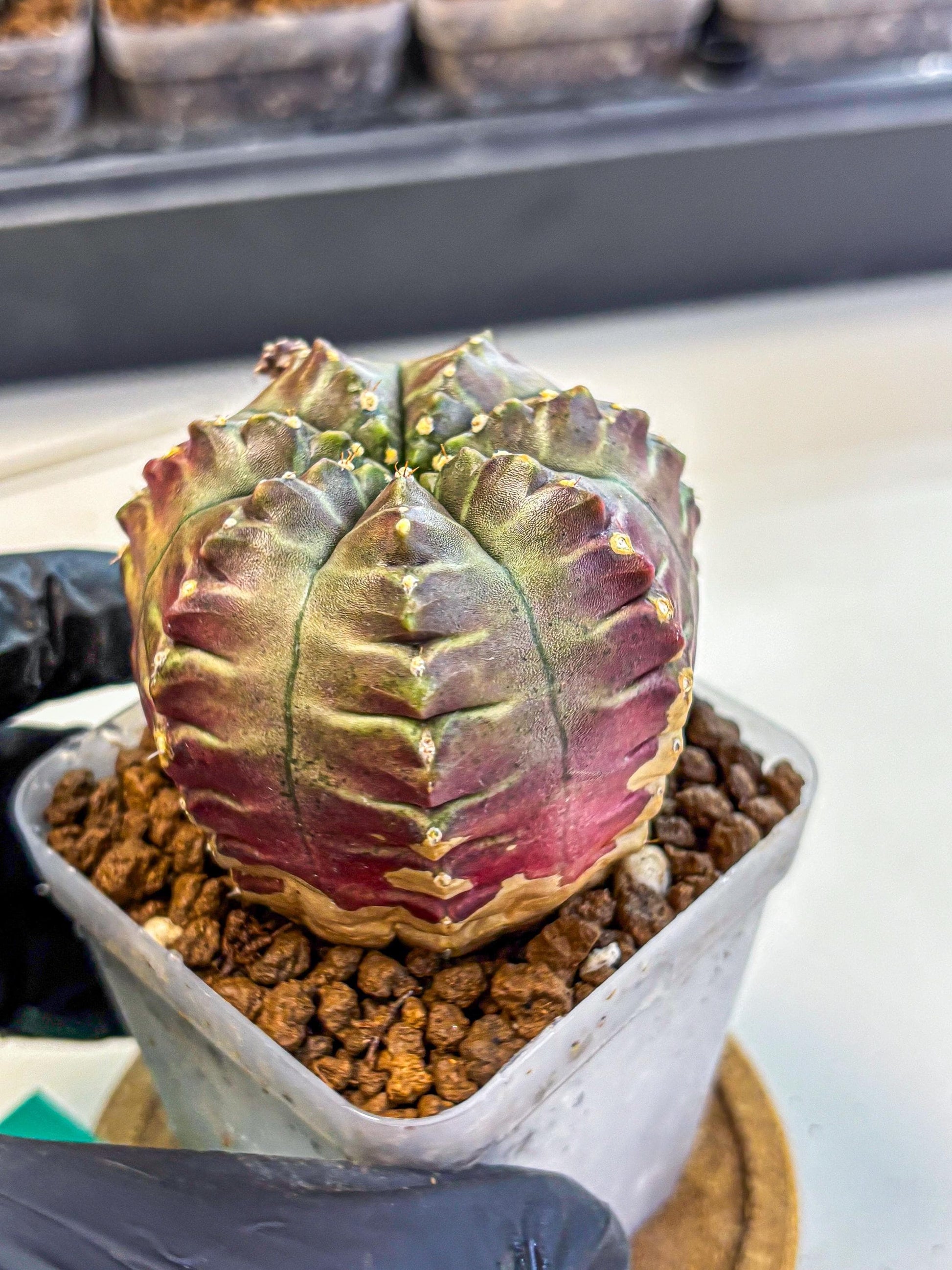 Gymnocalycium Aas DayDream (gy21) (gg) | Rare Hybrids