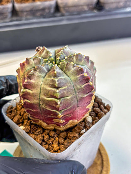 Gymnocalycium Aas DayDream (gy21) (gg) | Rare Hybrids