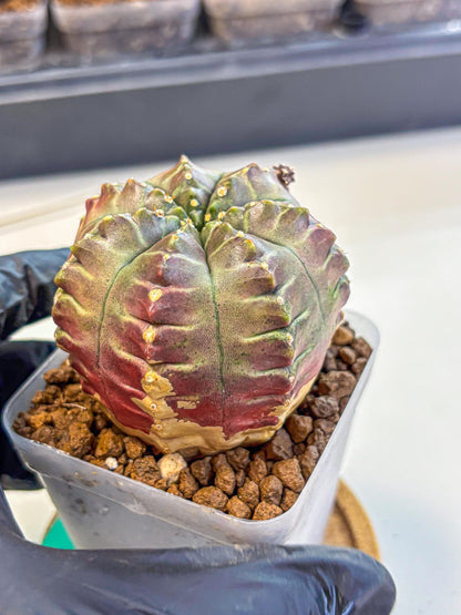 Gymnocalycium Aas DayDream (gy21) (gg) | Rare Hybrids