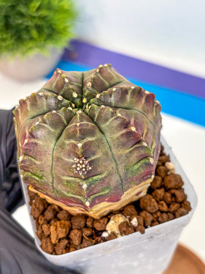 Gymnocalycium Aas DayDream (gy21) (gg) | Rare Hybrids