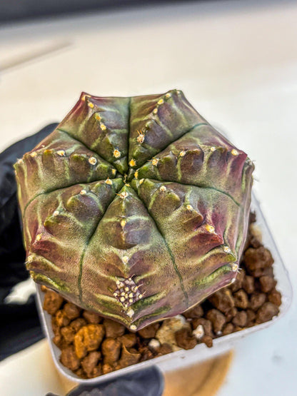 Gymnocalycium Aas DayDream (gy21) (gg) | Rare Hybrids