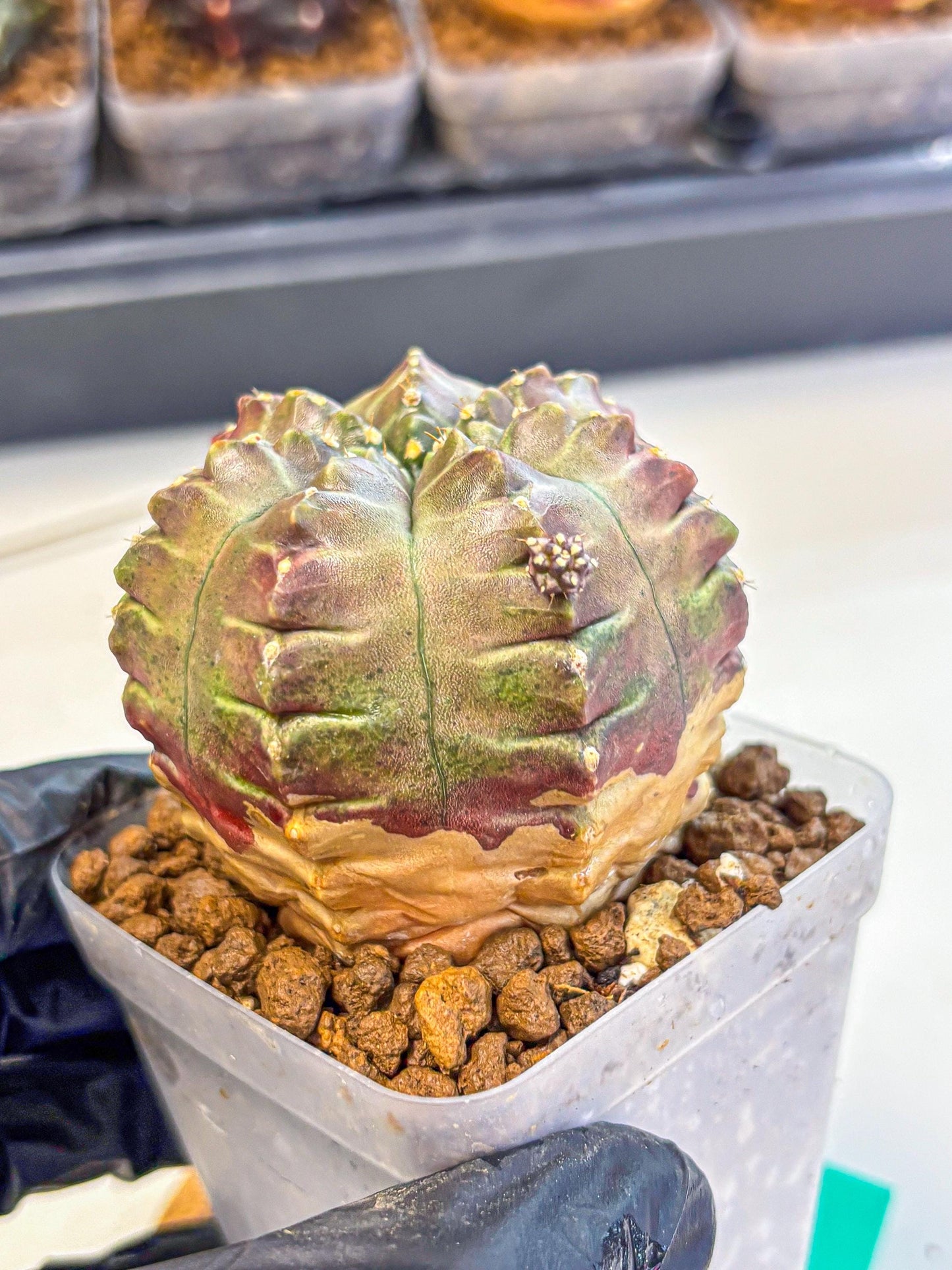 Gymnocalycium Aas DayDream (gy21) (gg) | Rare Hybrids