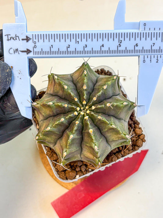 Gymnocalycium Aas DayDream (gy21) (rr) | Rare Hybrids