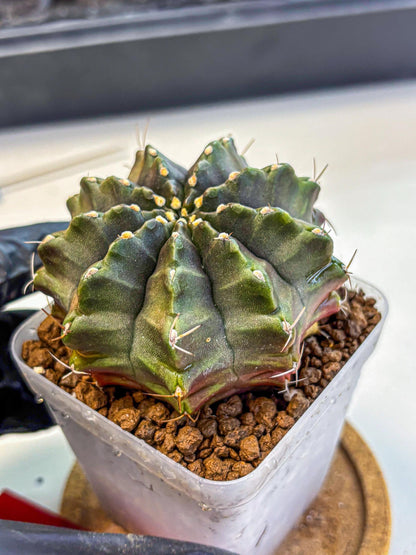 Gymnocalycium Aas DayDream (gy21) (rr) | Rare Hybrids