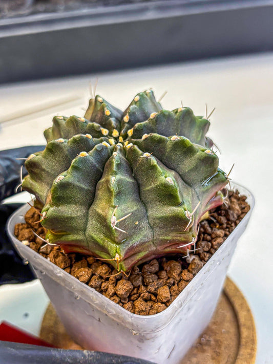 Gymnocalycium Aas DayDream (gy21) (rr) | Rare Hybrids