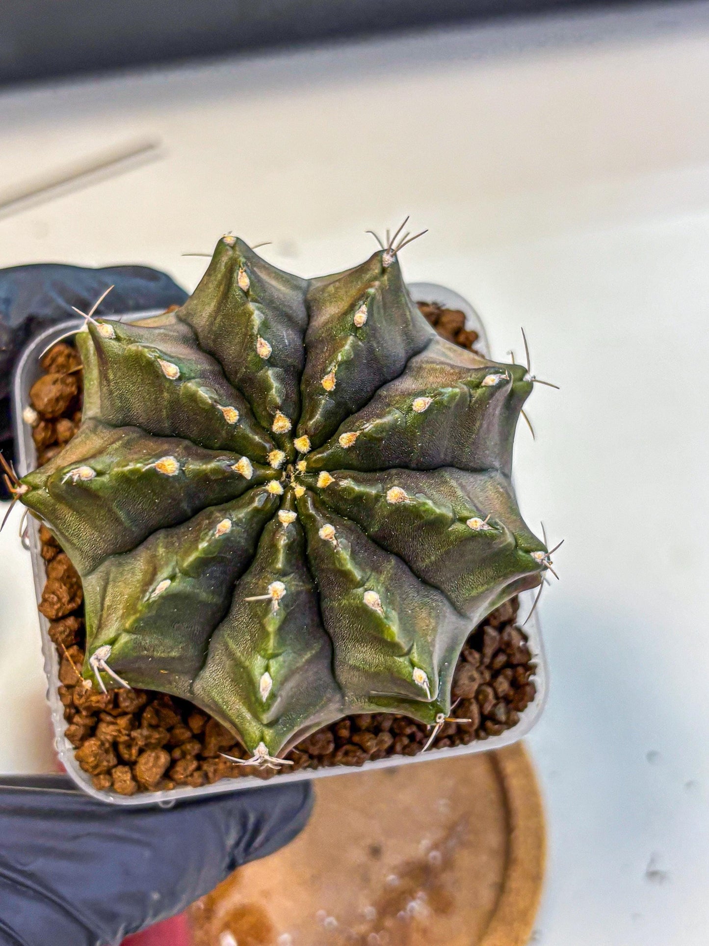 Gymnocalycium Aas DayDream (gy21) (rr) | Rare Hybrids