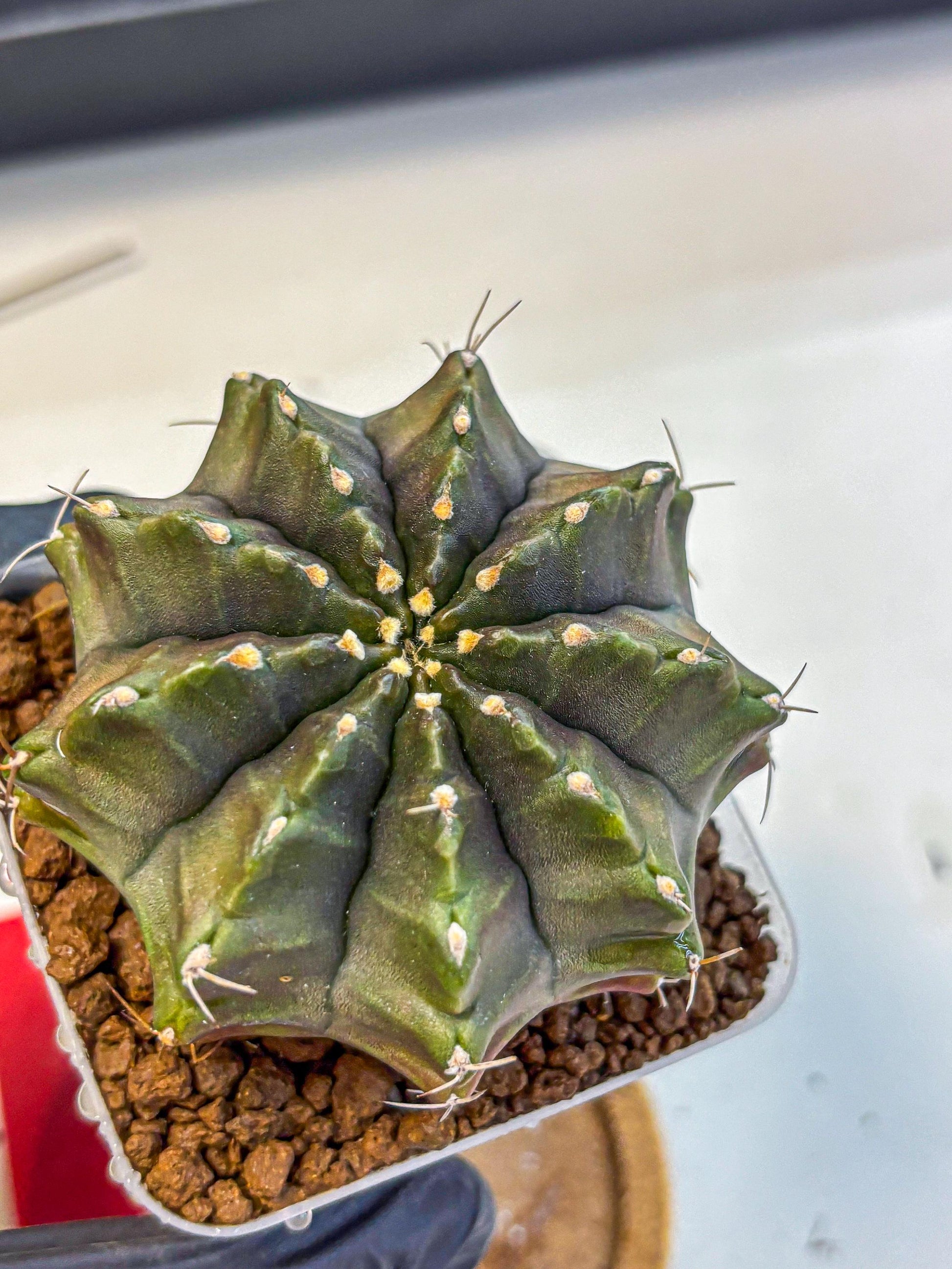 Gymnocalycium Aas DayDream (gy21) (rr) | Rare Hybrids