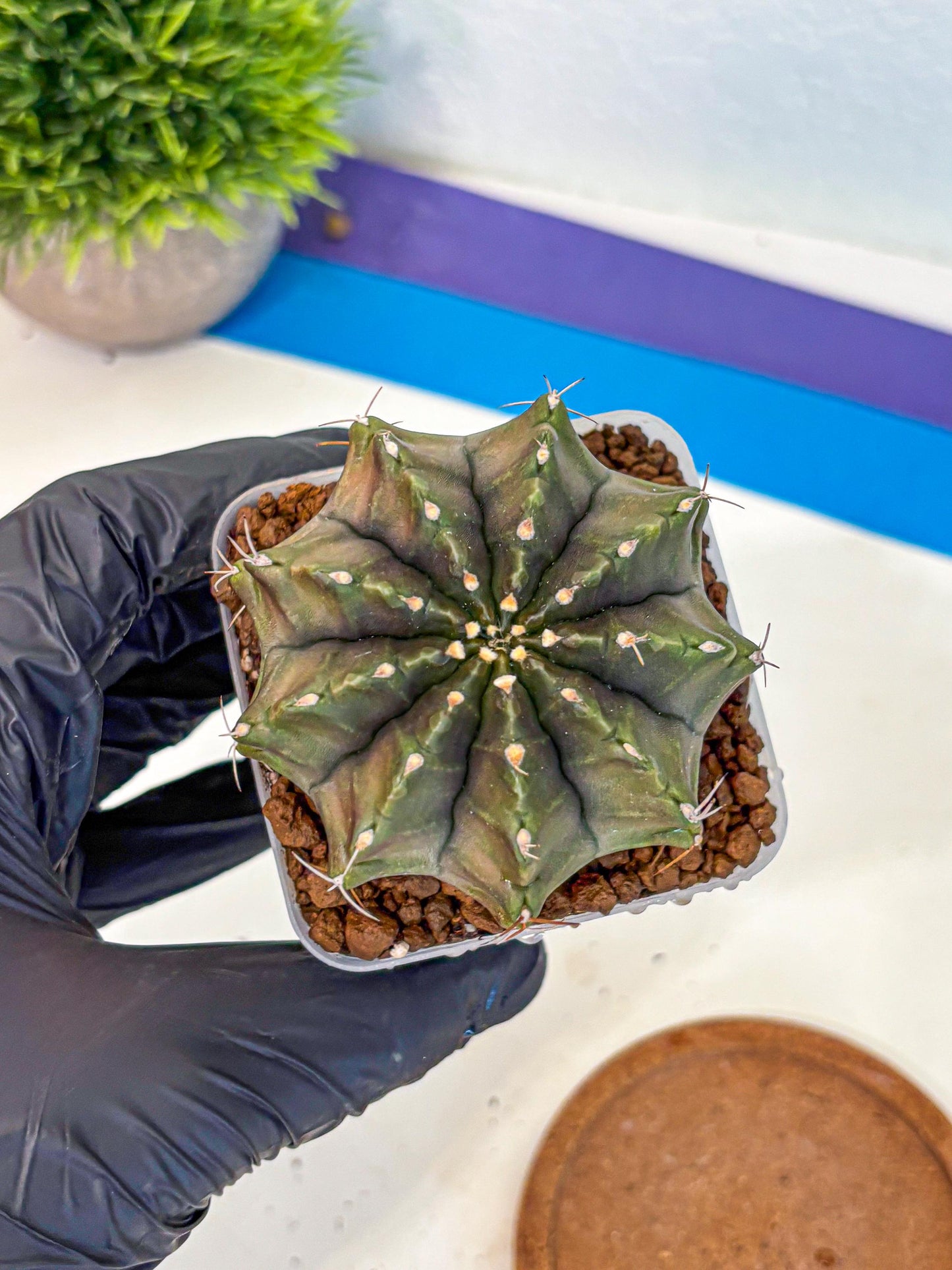 Gymnocalycium Aas DayDream (gy21) (rr) | Rare Hybrids