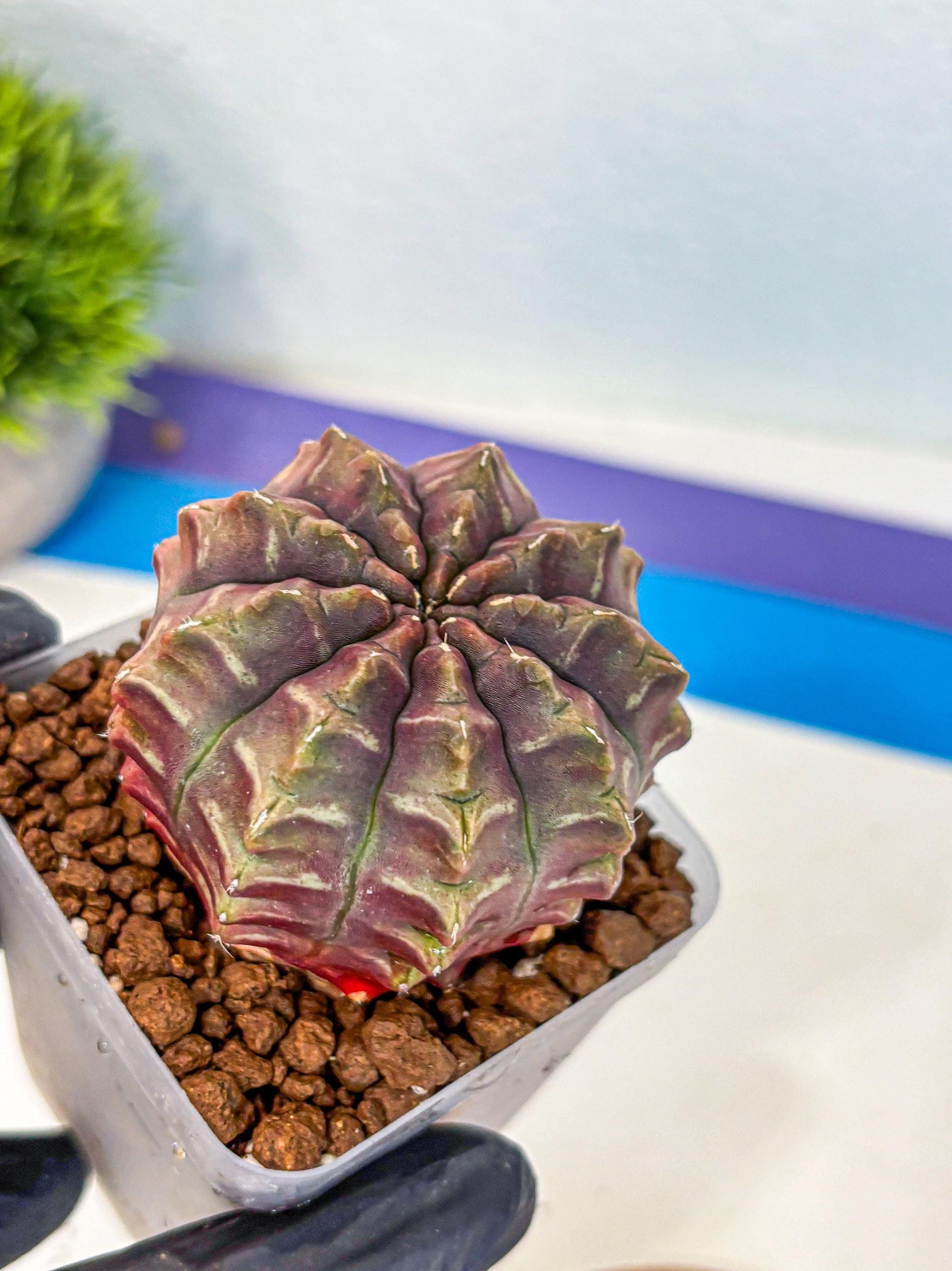 Gymnocalycium Aas DayDream (gy21) (01) | Rare Hybrids