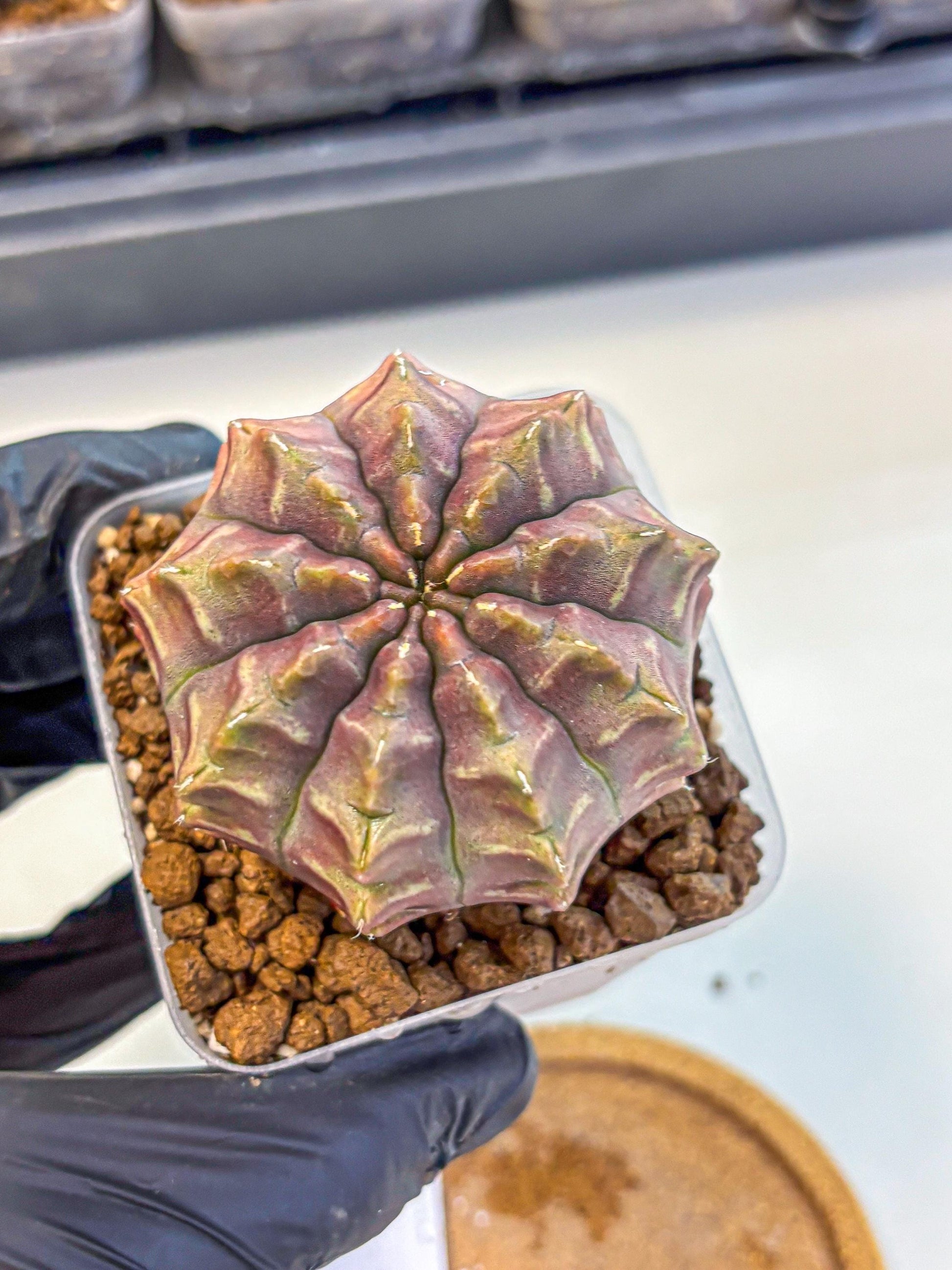 Gymnocalycium Aas DayDream (gy21) (01) | Rare Hybrids