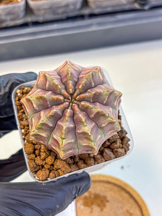 Gymnocalycium Aas DayDream (gy21) (01) | Rare Hybrids