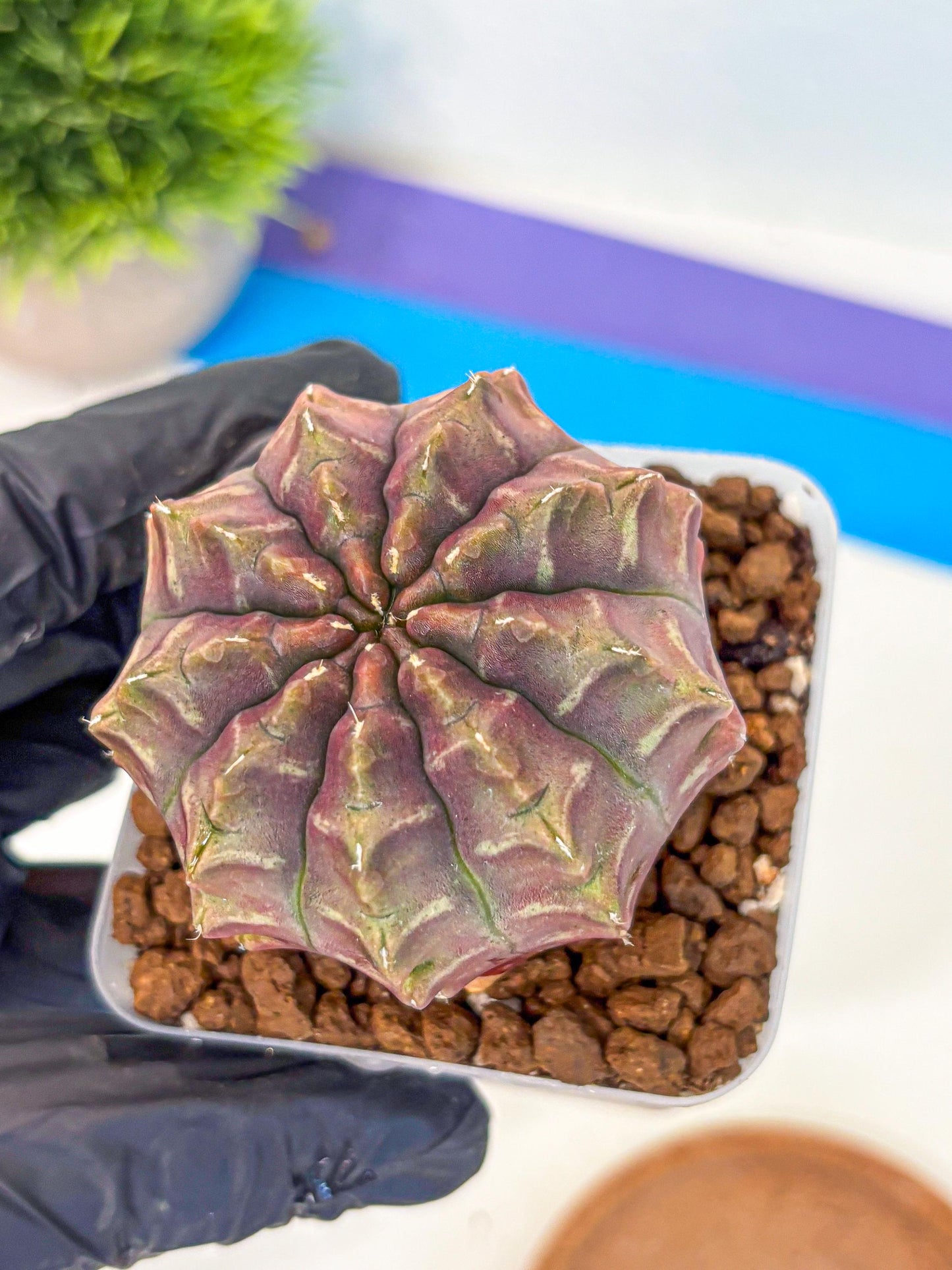 Gymnocalycium Aas DayDream (gy21) (01) | Rare Hybrids