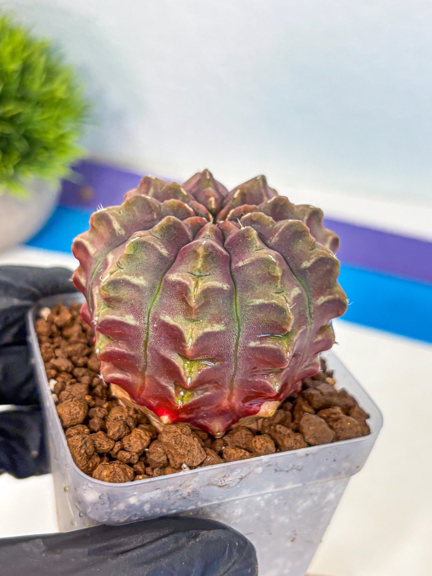 Gymnocalycium Aas DayDream (gy21) (01) | Rare Hybrids