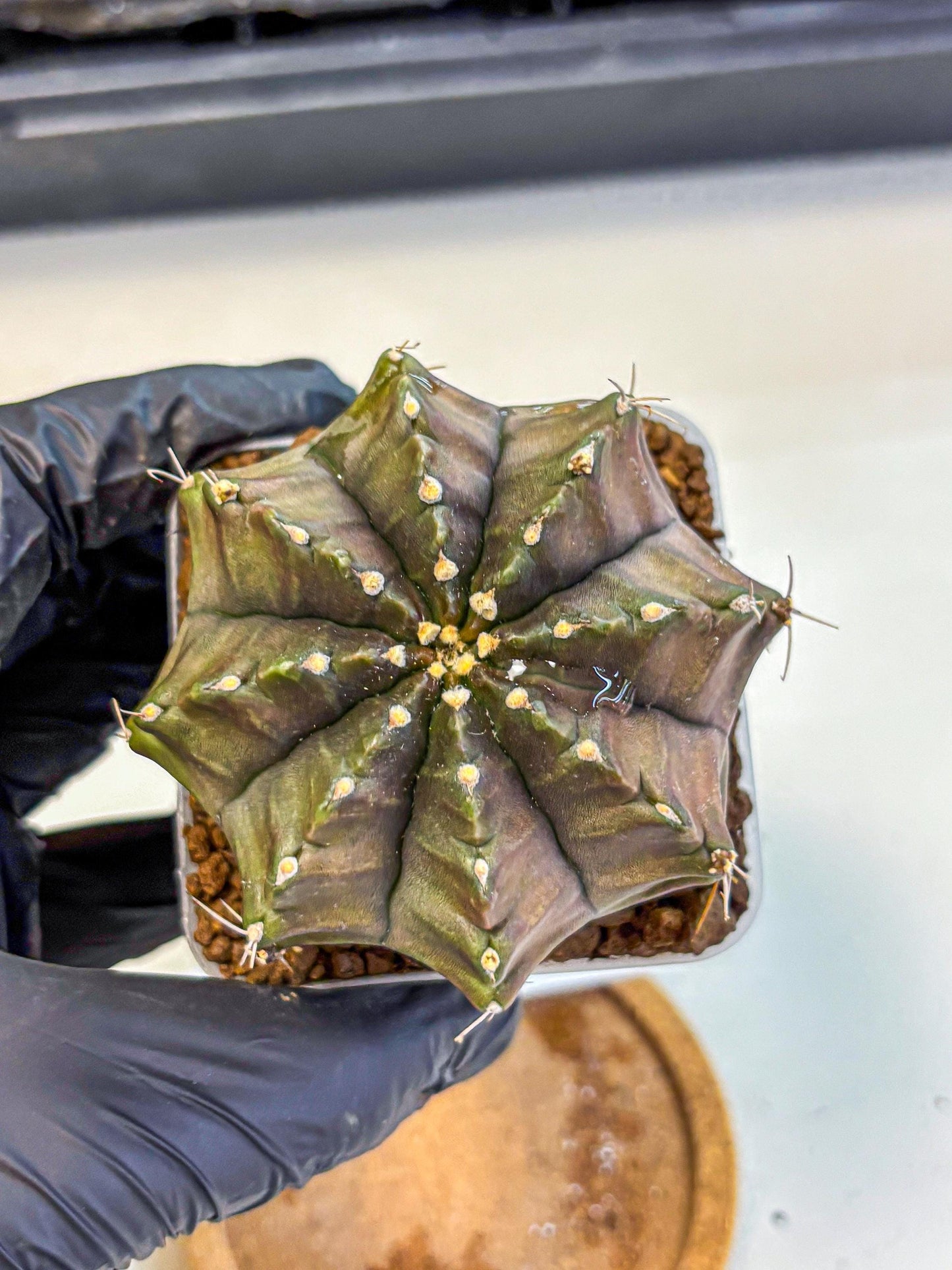 Gymnocalycium Aas DayDream (gy21) (02) | Rare Hybrids