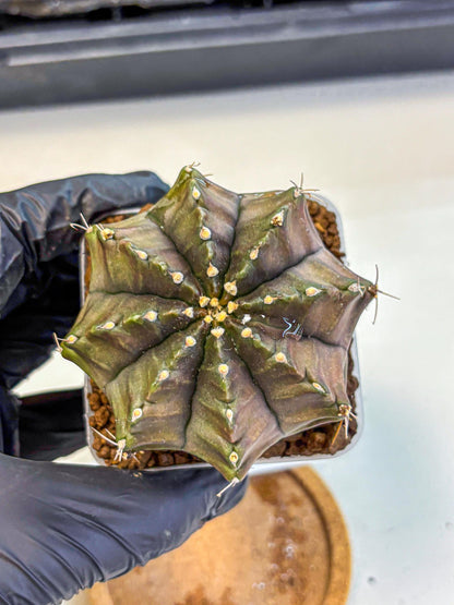 Gymnocalycium Aas DayDream (gy21) (02) | Rare Hybrids