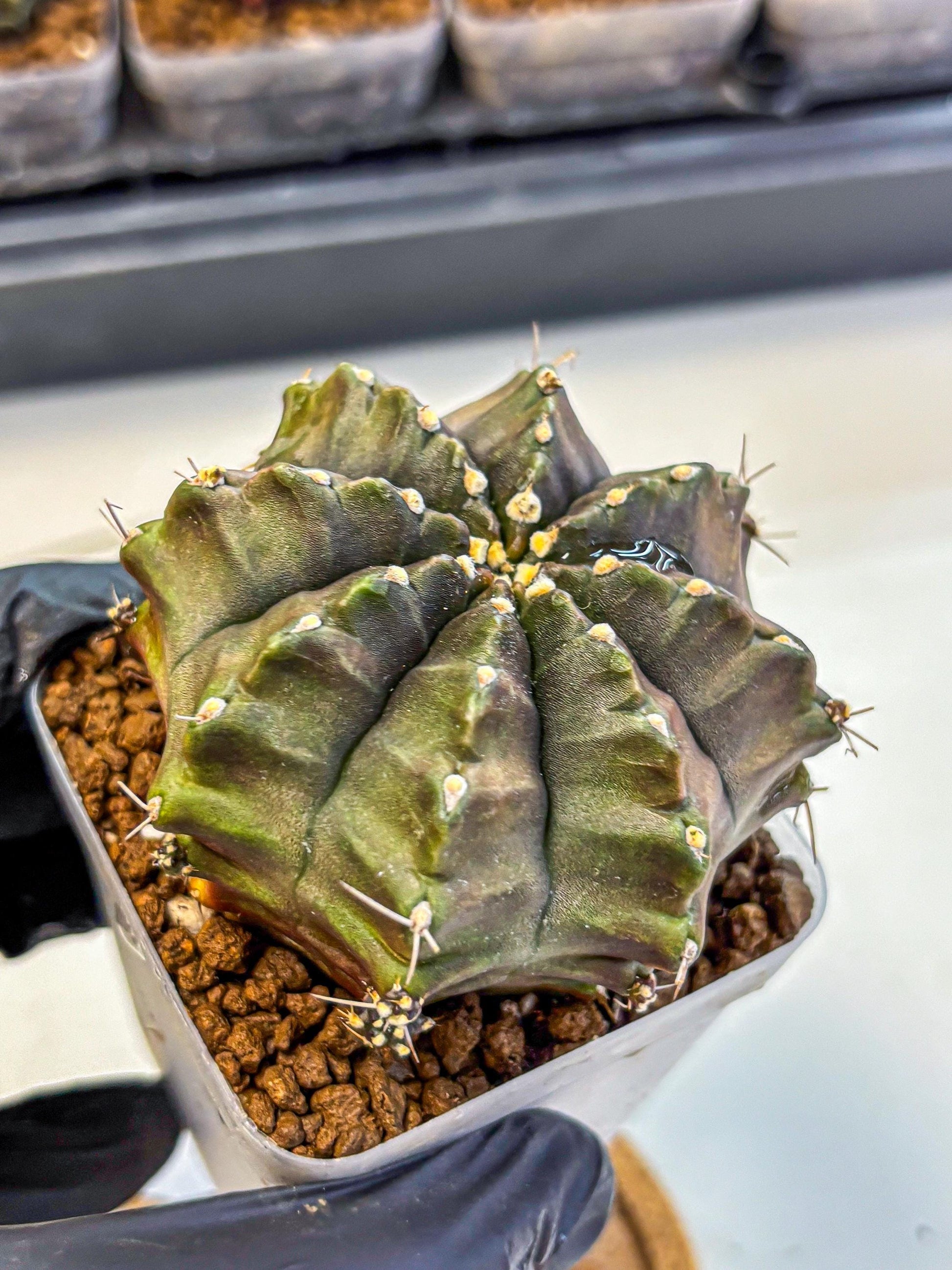 Gymnocalycium Aas DayDream (gy21) (02) | Rare Hybrids