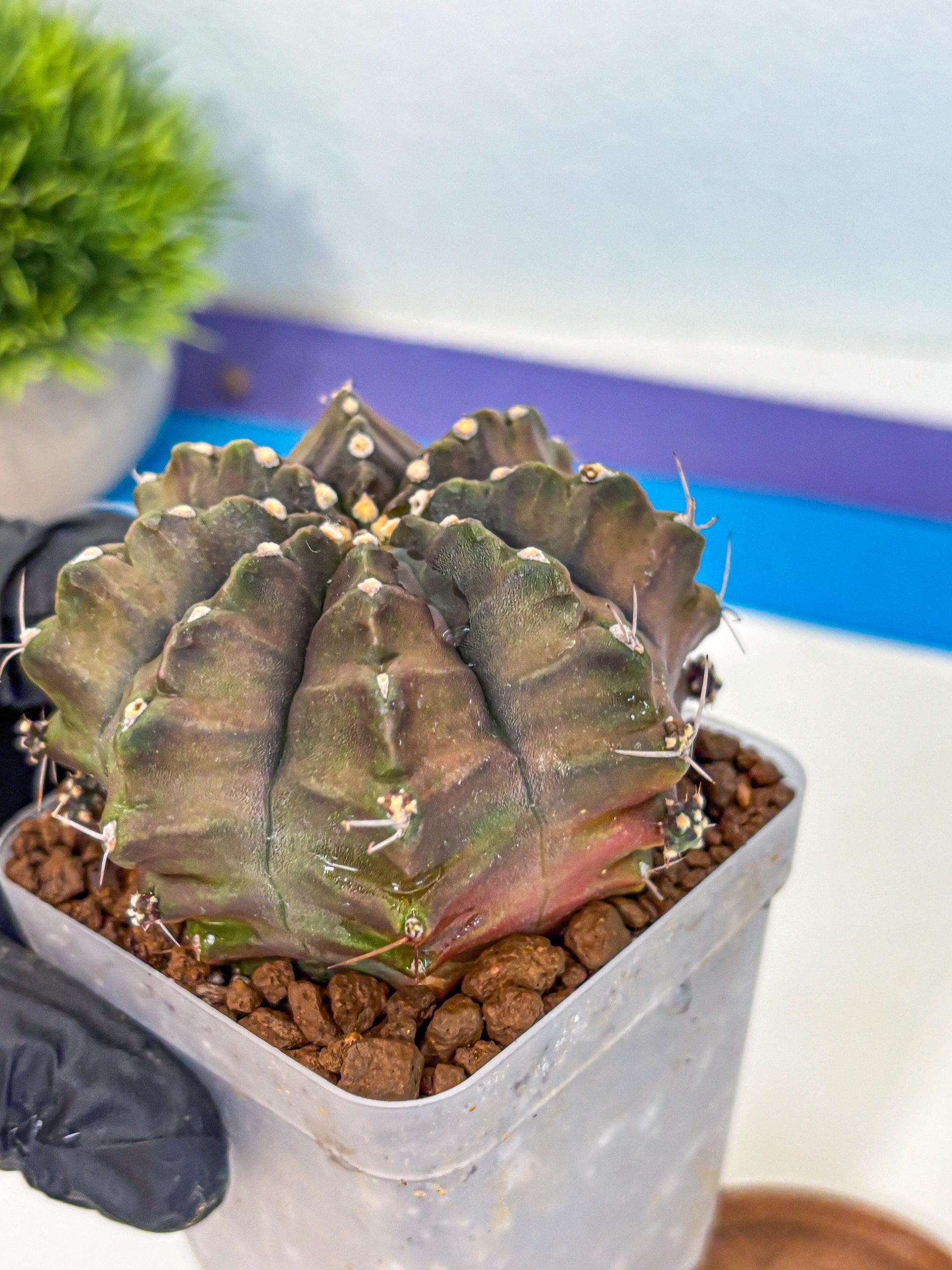 Gymnocalycium Aas DayDream (gy21) (02) | Rare Hybrids