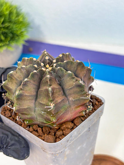 Gymnocalycium Aas DayDream (gy21) (02) | Rare Hybrids