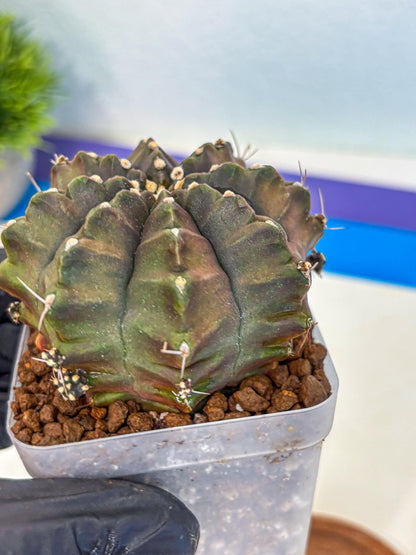Gymnocalycium Aas DayDream (gy21) (02) | Rare Hybrids