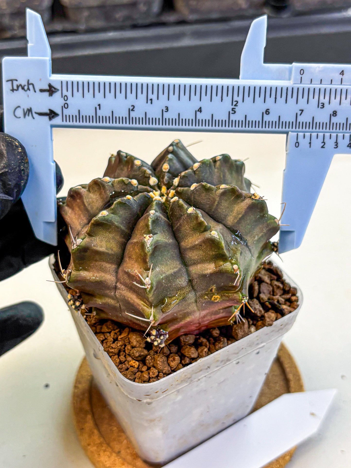 Gymnocalycium Aas DayDream (gy21) (02) | Rare Hybrids