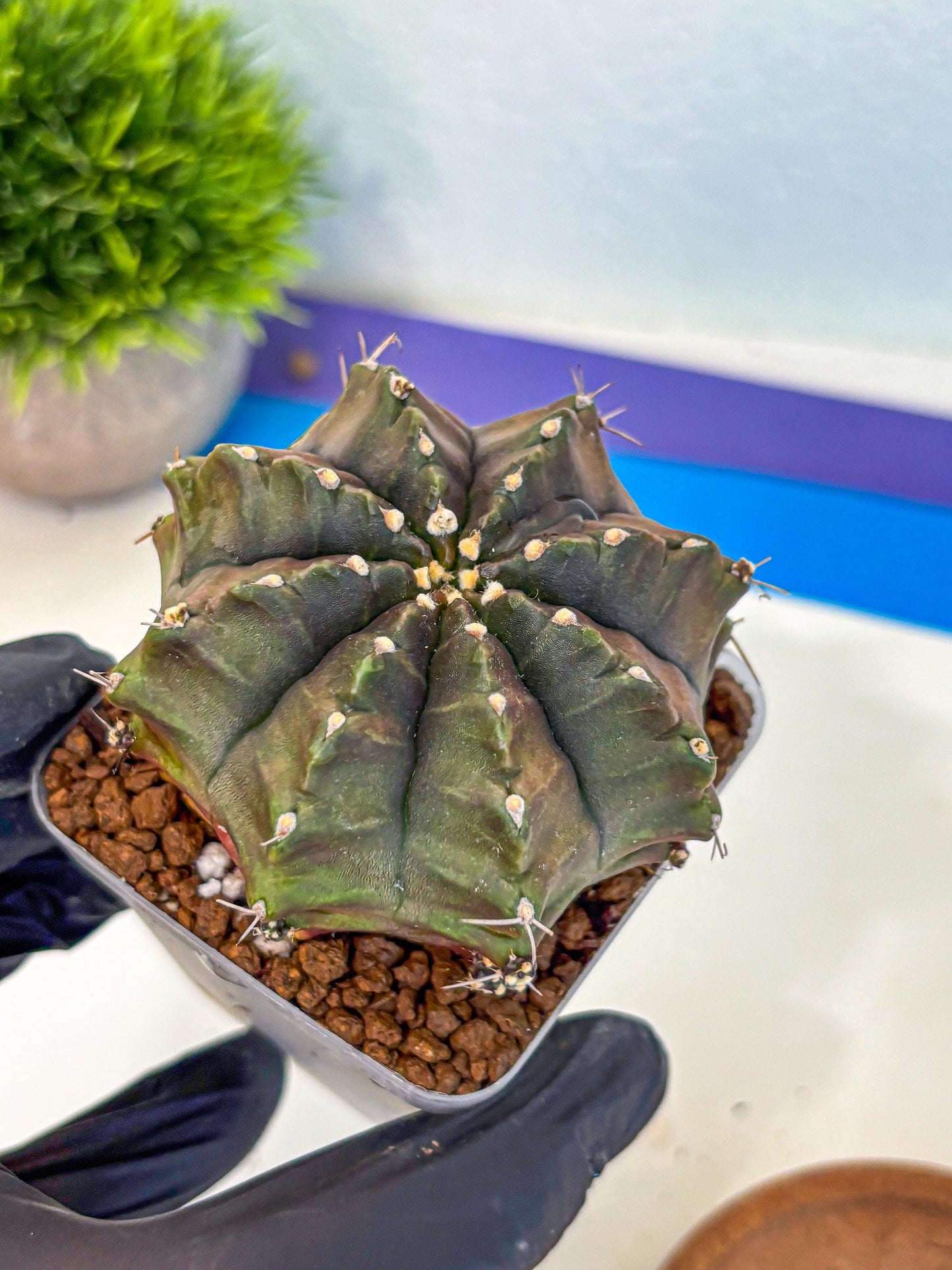Gymnocalycium Aas DayDream (gy21) (02) | Rare Hybrids