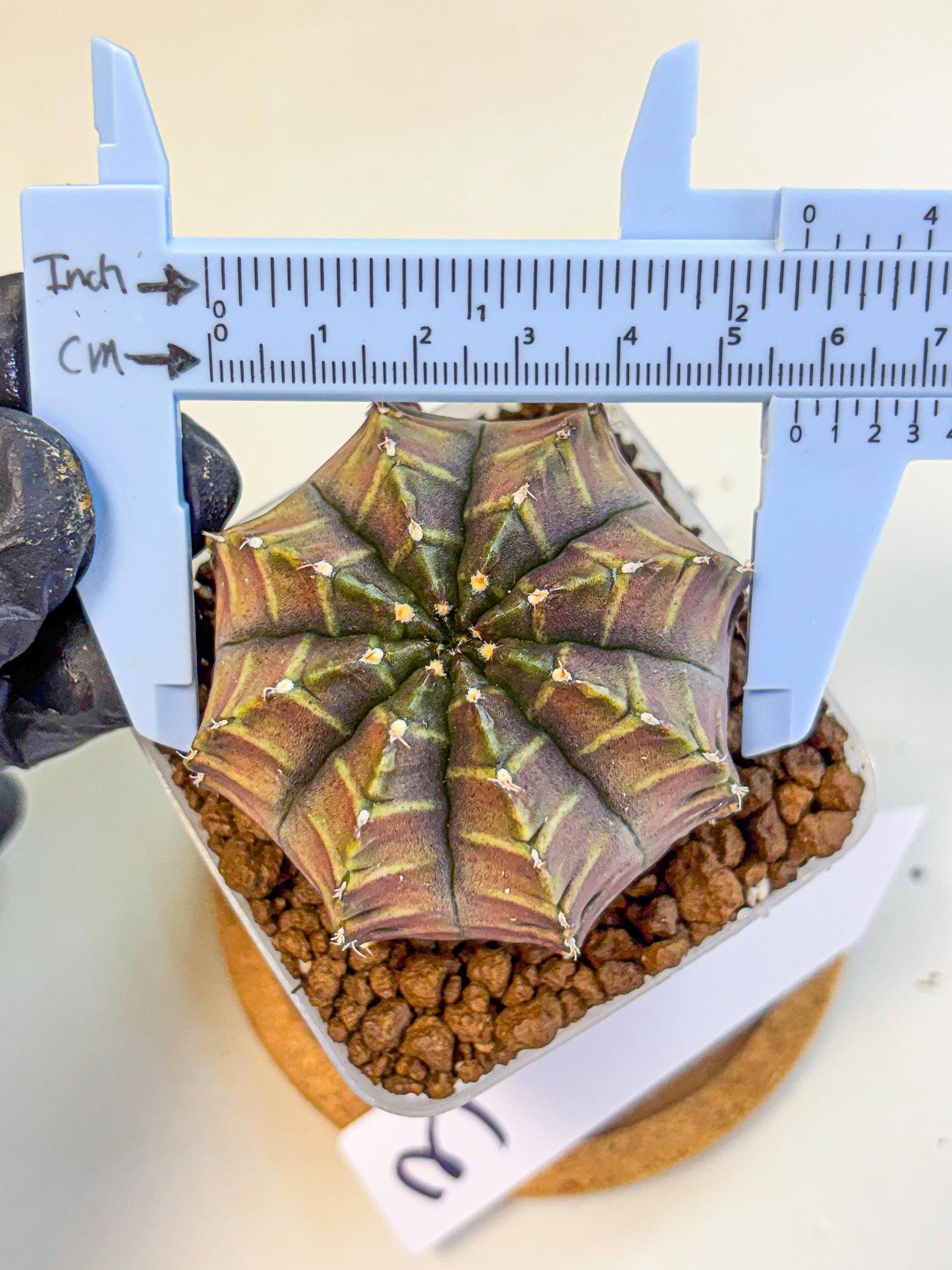 Gymnocalycium Aas DayDream (gy21) (03) | Rare Hybrids