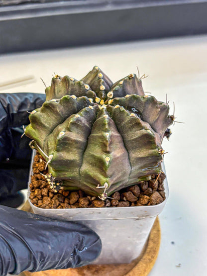 Gymnocalycium Aas DayDream (gy21) (02) | Rare Hybrids