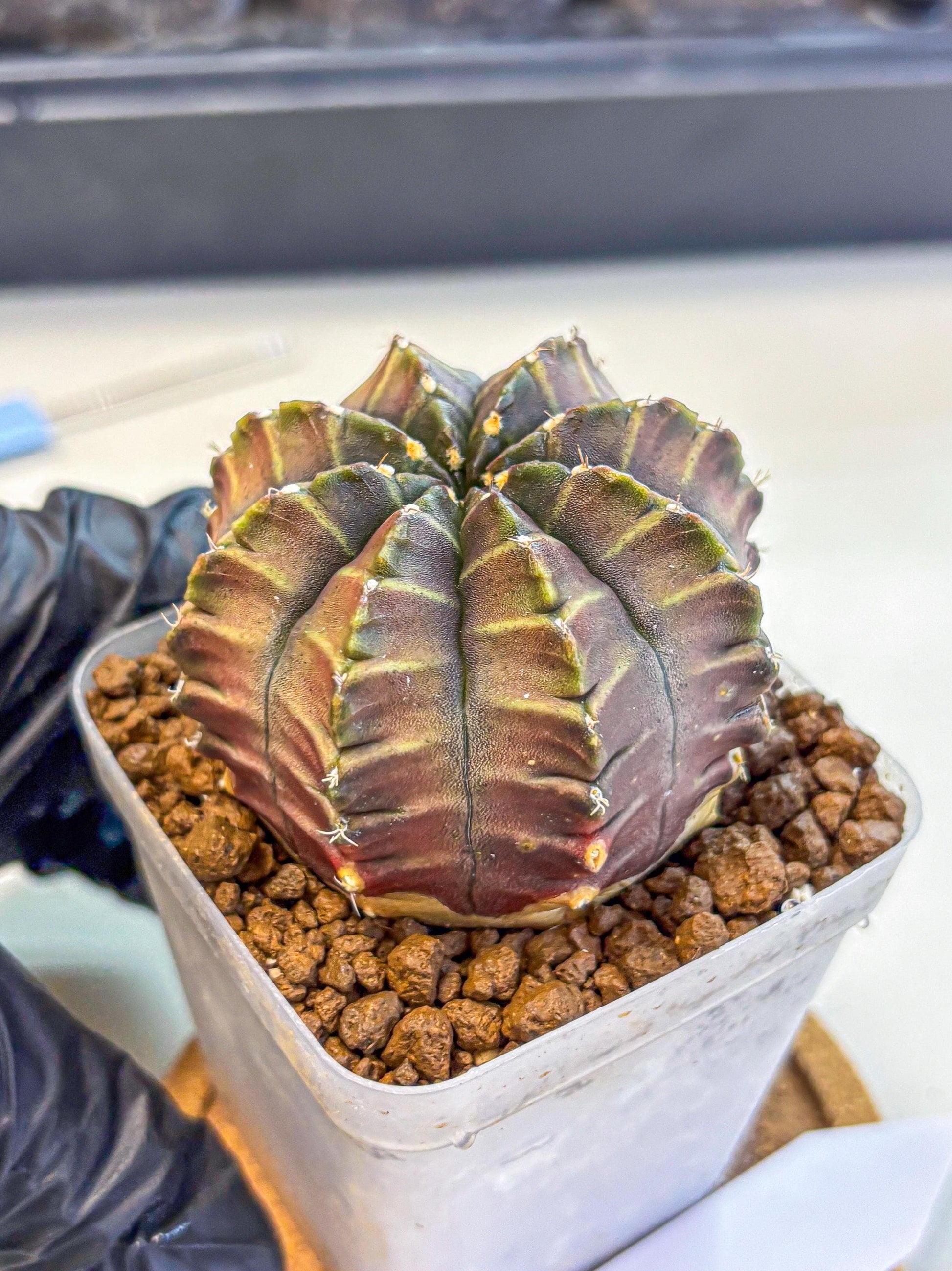 Gymnocalycium Aas DayDream (gy21) (03) | Rare Hybrids